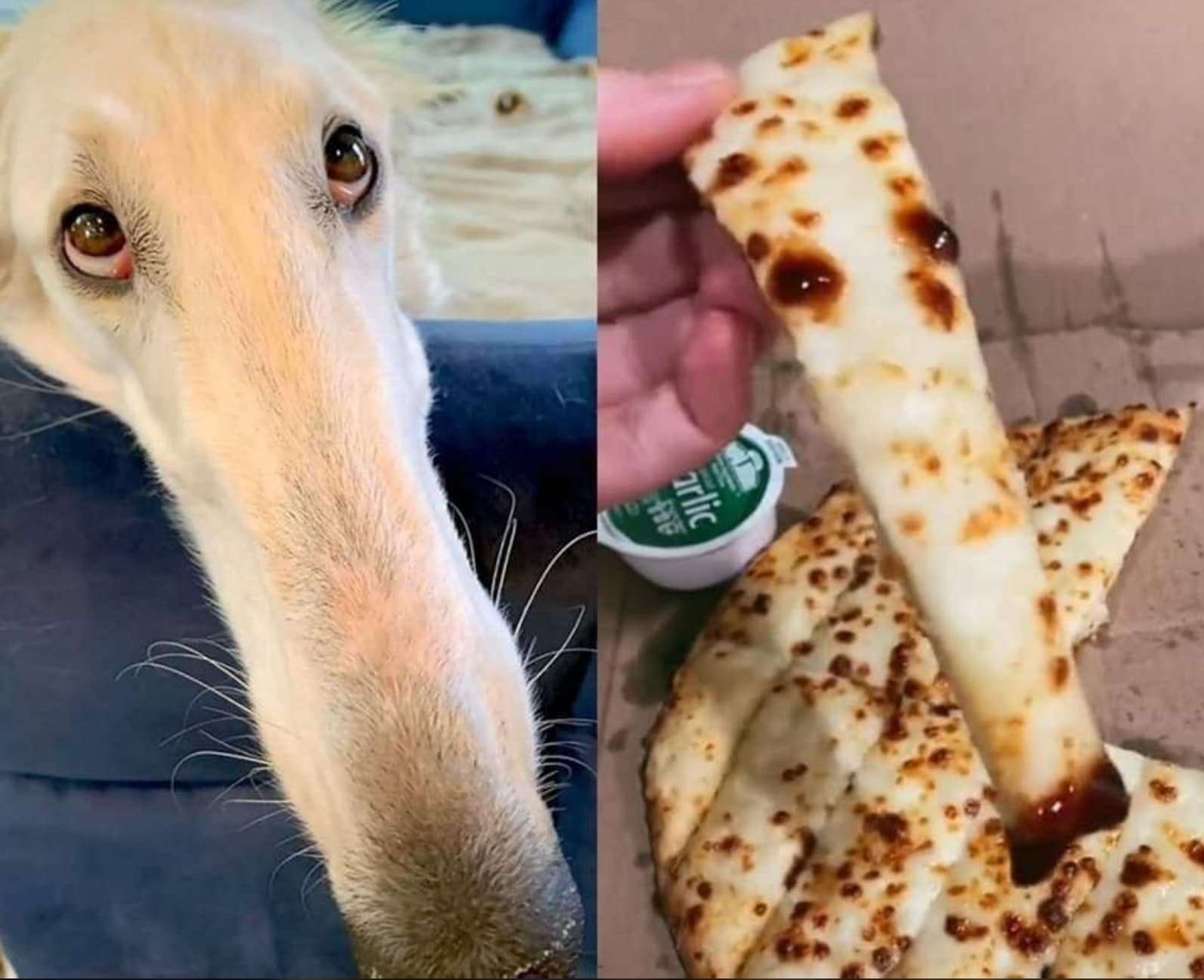 borzoi meme - arlic www